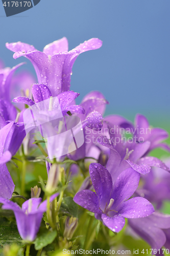 Image of Campanula muralis  flowers