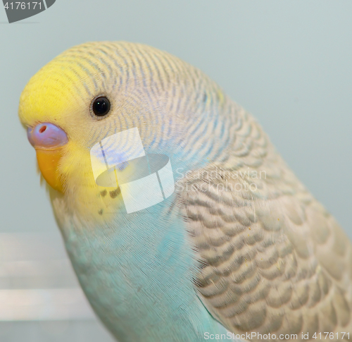 Image of Budgerigar parrot in his cage