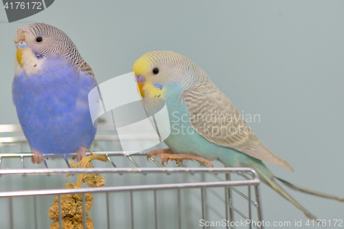 Image of Budgerigar parrot in his cage