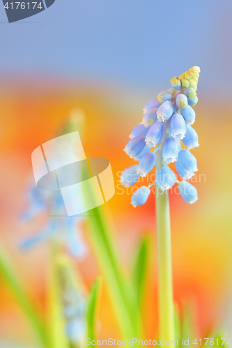 Image of Muscari neglectum flowers