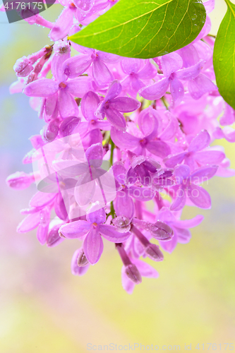 Image of Spring lilac violet flowers