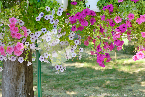 Image of Petunia flowers in pots hanging
