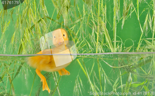 Image of little duck floating in water