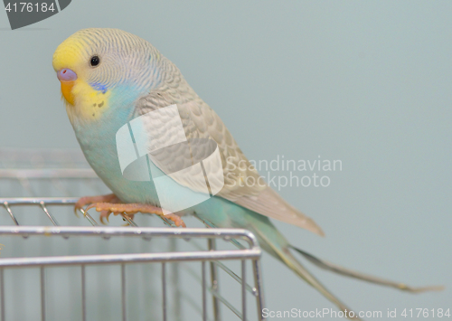 Image of Budgerigar parrot in his cage