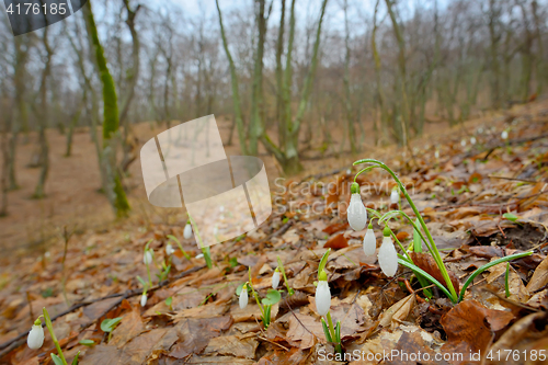 Image of Snowdrops with dew drops 