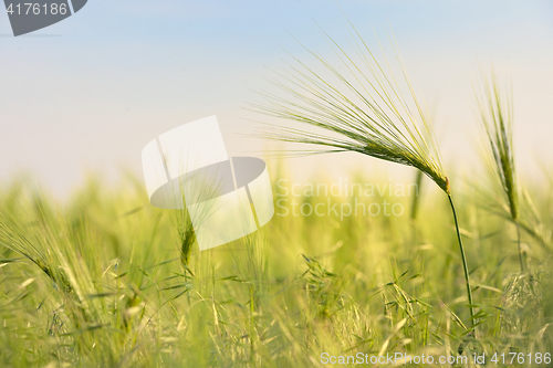 Image of Rural landscape with wheat field 