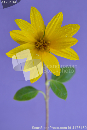 Image of smal sunflower and dew drops