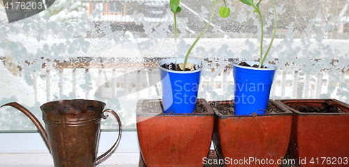 Image of Flowers growth.