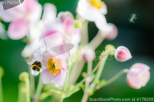 Image of Pale pink flower Japanese anemone, close-up