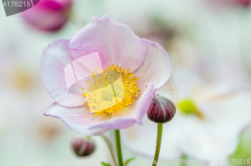 Image of Pale pink flower Japanese anemone