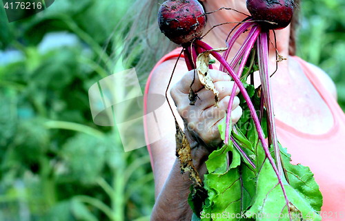 Image of Organic beets.