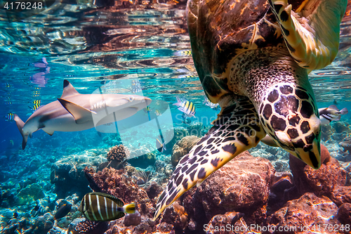 Image of Tropical Coral Reef.