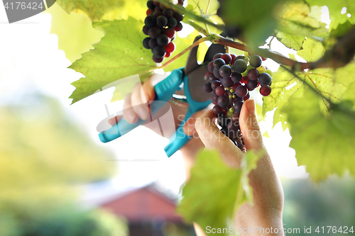 Image of Gardener reaping red grapes.