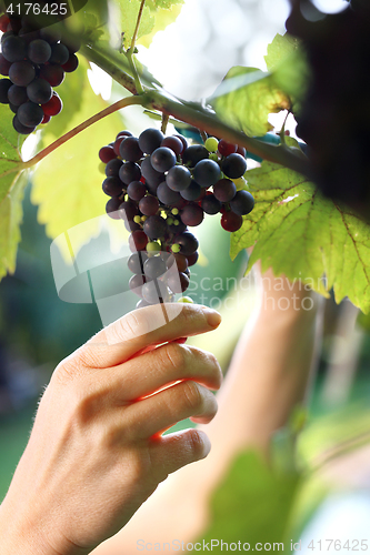 Image of Summer harvest ripe bunches of grapes