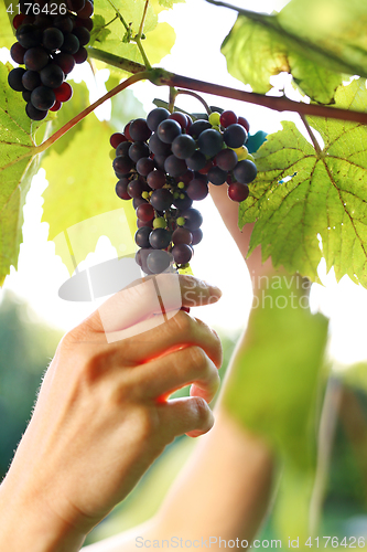 Image of Gardener reaping red grapes. Summer harvest ripe bunches of grapes