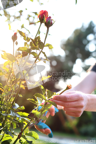 Image of Rosa multiflora, trimming.