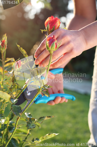 Image of Pruning roses ground cover.