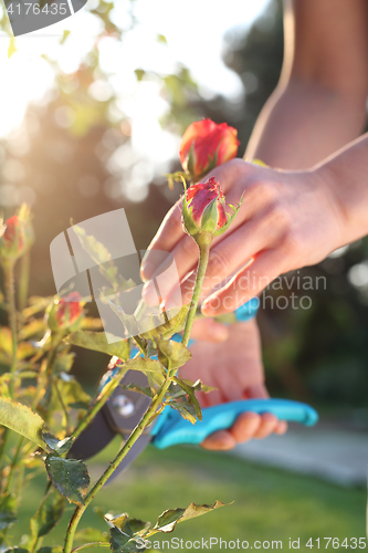 Image of Flower garden, tending roses.