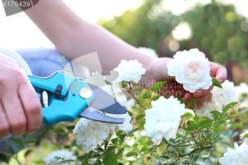 Image of Gardener pruning shears cut shrubs roses