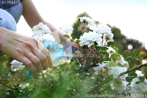 Image of Flower garden, tending roses. Cutting the rose canes.