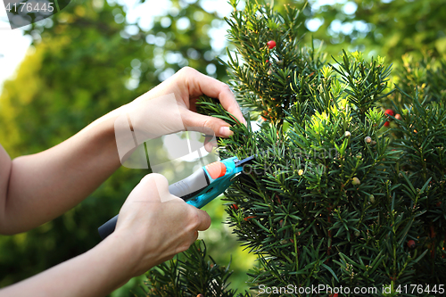 Image of Cut bush in the garden.