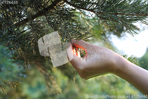 Image of Aphids on pine needles. Gardener watches diseased tree.