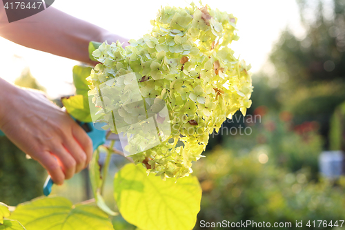 Image of Gardener cuts hydrangea flowers.