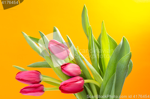 Image of Crimson tulip flower on background