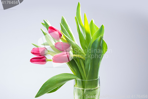 Image of Crimson tulip flower on background