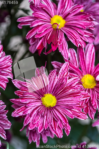 Image of red Chrysanthemum flower in the garden