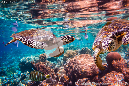 Image of Hawksbill Turtle - Eretmochelys imbricata