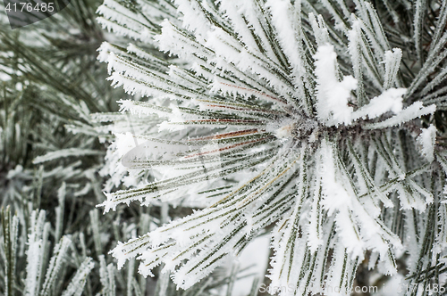 Image of Pine needles covered with frost, close-up