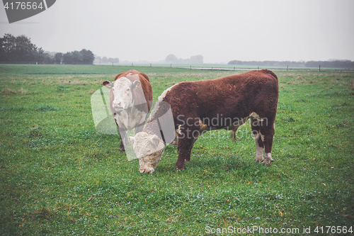 Image of Hereford cows on a green field