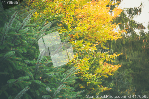 Image of Trees in a forest in yellow and green colors