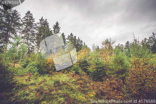 Image of Pine and birch trees in a Scandinavian forest