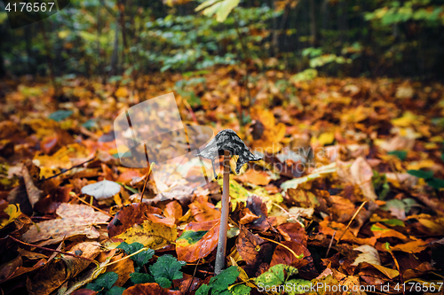 Image of Coprinopsis picacea mushroom among autumn leaves