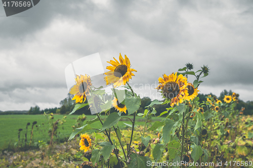 Image of Sunflowers on a field in cloudy weather