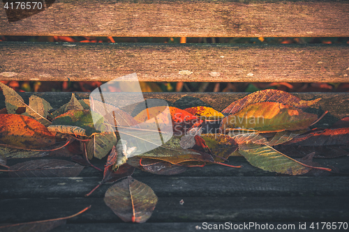 Image of Close-up of colorful leaves in autumn colors