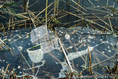 Image of Melting ice on a lake with grass and reed