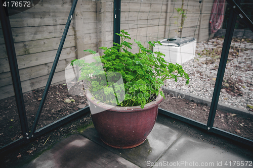 Image of Parsley in a pot