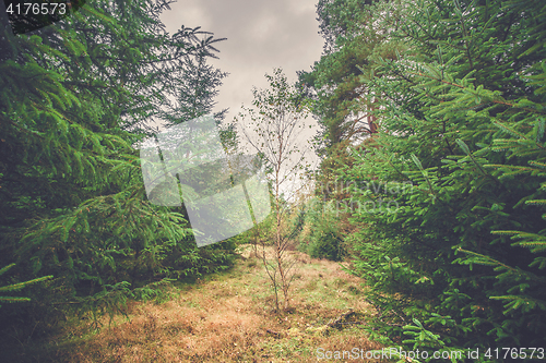 Image of Single birch tree in a forest with pine trees