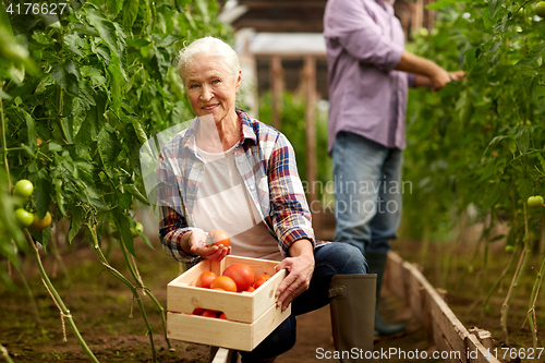 Image of old woman picking tomatoes up at farm greenhouse