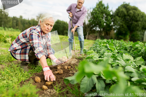 Image of senior couple planting potatoes at garden or farm