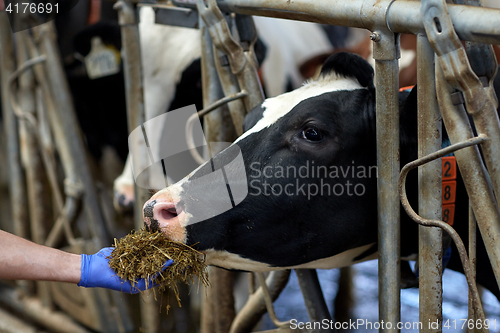 Image of hand feeding cow with hay in cowshed at dairy farm