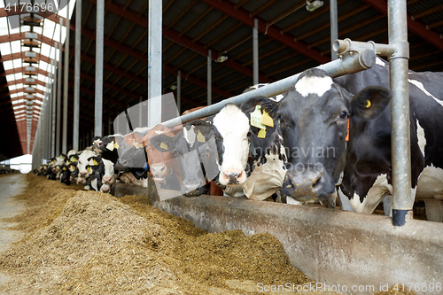 Image of herd of cows in cowshed on dairy farm