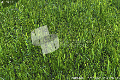 Image of Green grass. natural background texture. fresh spring green grass.