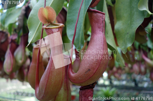 Image of Tropical pitcher plant