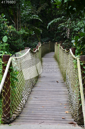 Image of Wooden pathway into rain forest jungle