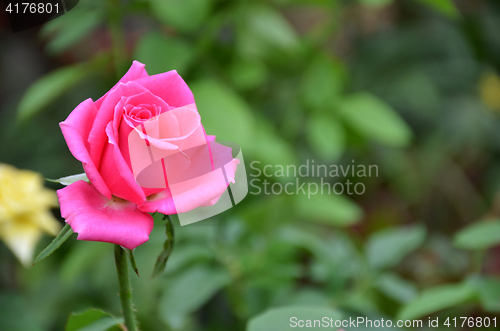 Image of Pink rose in the garden