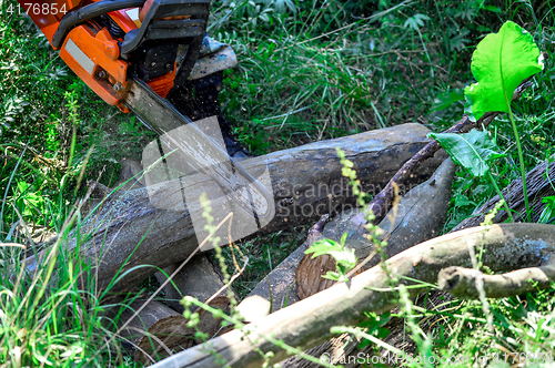 Image of Chainsaw cut wooden logs